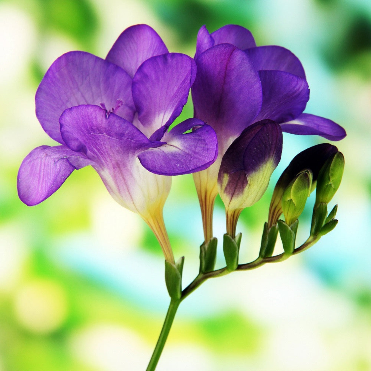 Purple and white sweet pea flowers with green buds on a stem, photographed close-up against a soft blurred green and blue background.