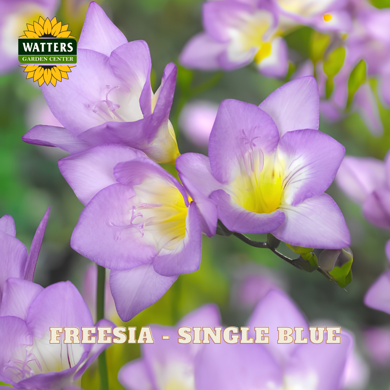 Close-up of purple freesia flowers with yellow centers and green stems, with the text 'FREESIA - SINGLE BLUE' and a 'WATTERS GARDEN CENTER' logo visible.