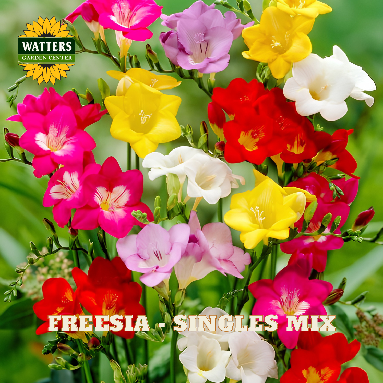Colorful freesia flowers with Watters Garden Center logo on a green background