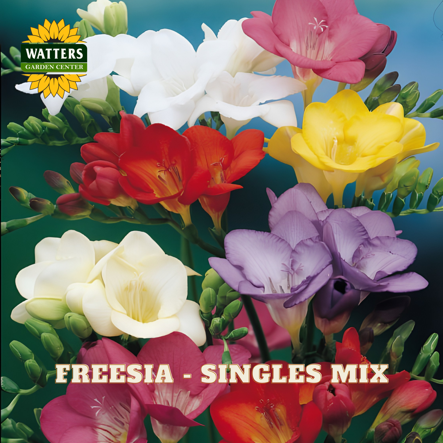 Colorful freesia flowers with Watters Garden Center logo on a green background