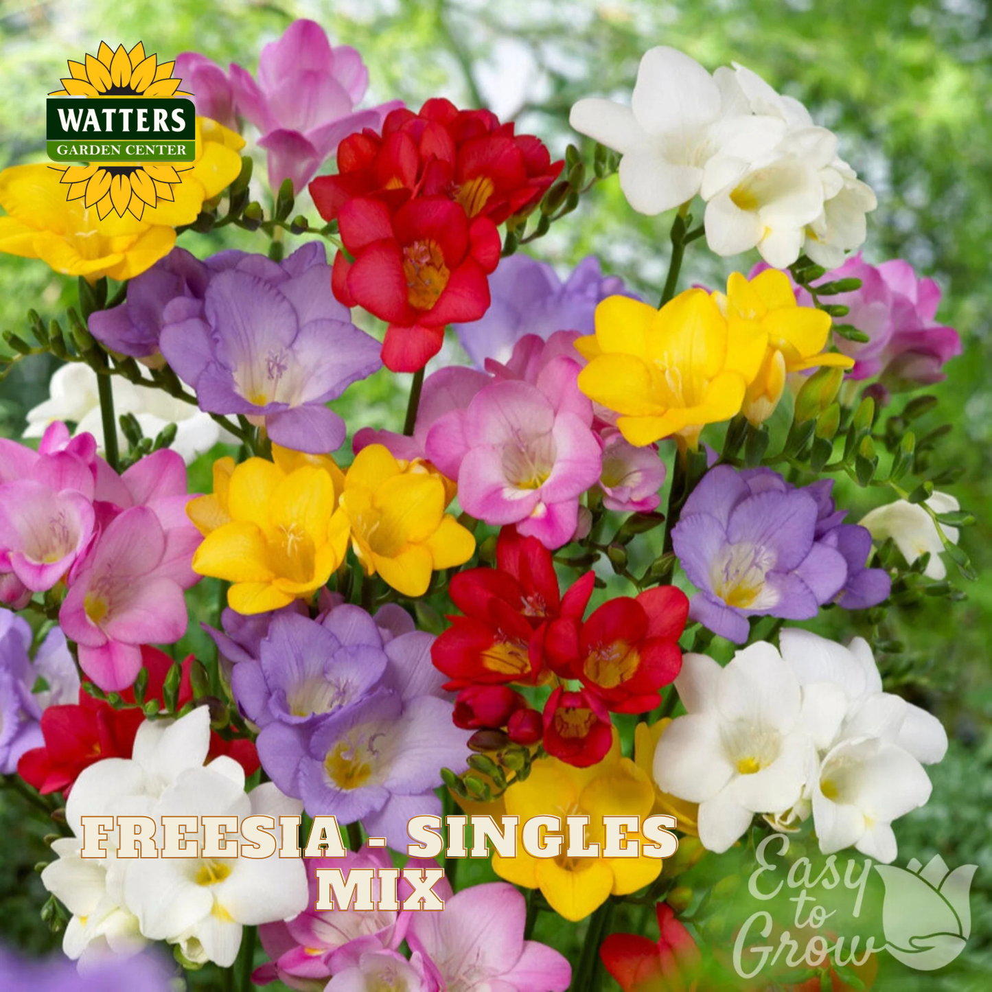 Colorful freesia flowers with Watters Garden Center branding on a green background