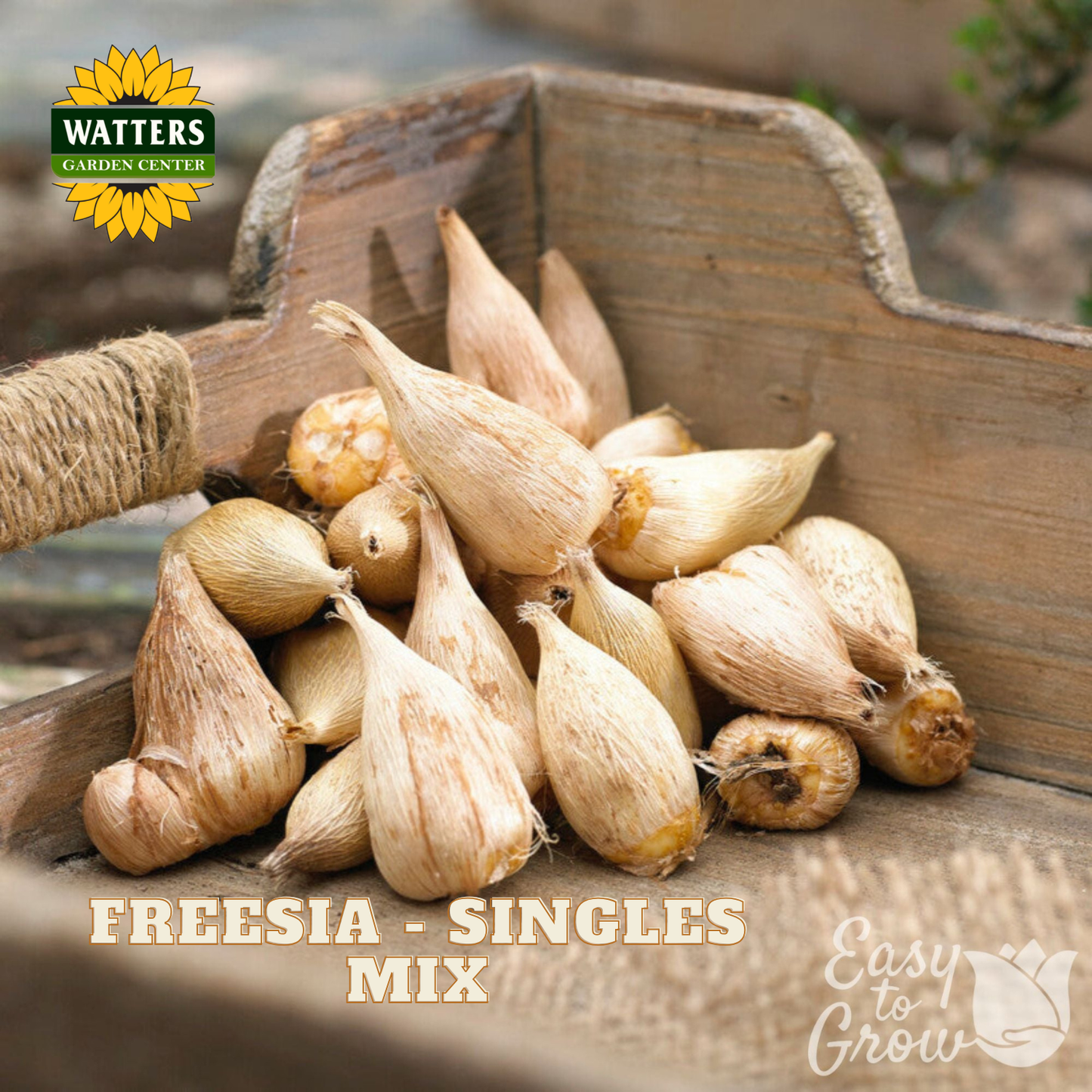 Freesia bulbs in a wooden box with Watters Garden Center branding.