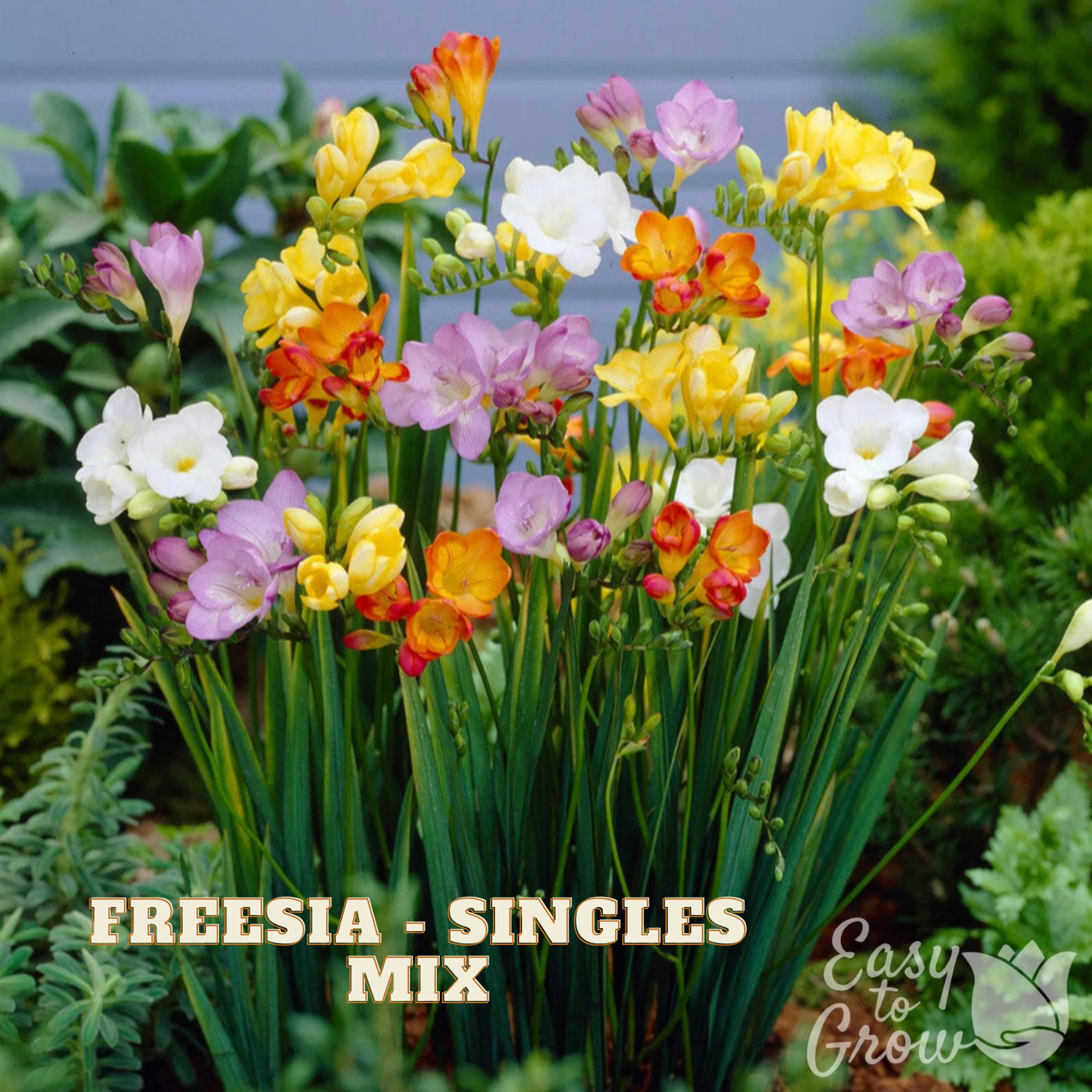 Bouquet of colorful freesia flowers with text 'Freesia - Singles Mix' and 'Easy to Grow' logo.