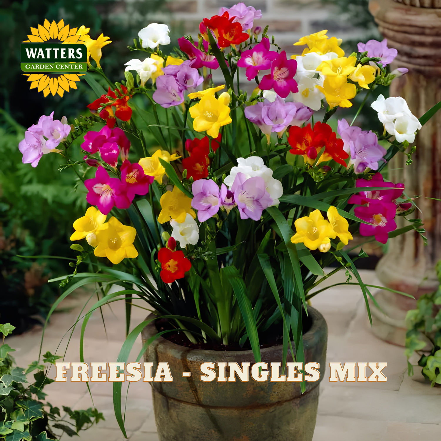 Potted freesia plant with colorful flowers in a garden setting, featuring Watters Garden Center branding.