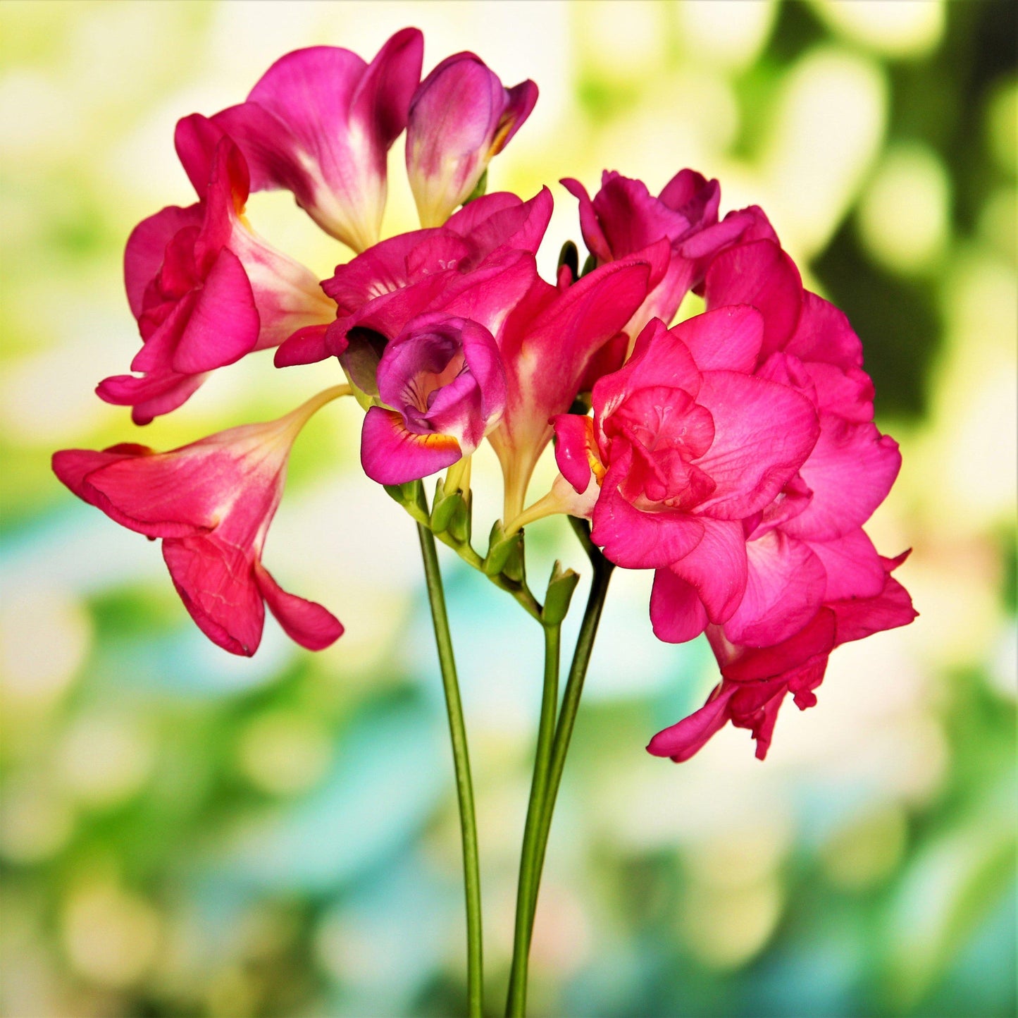 Freesia - Doubles Mix