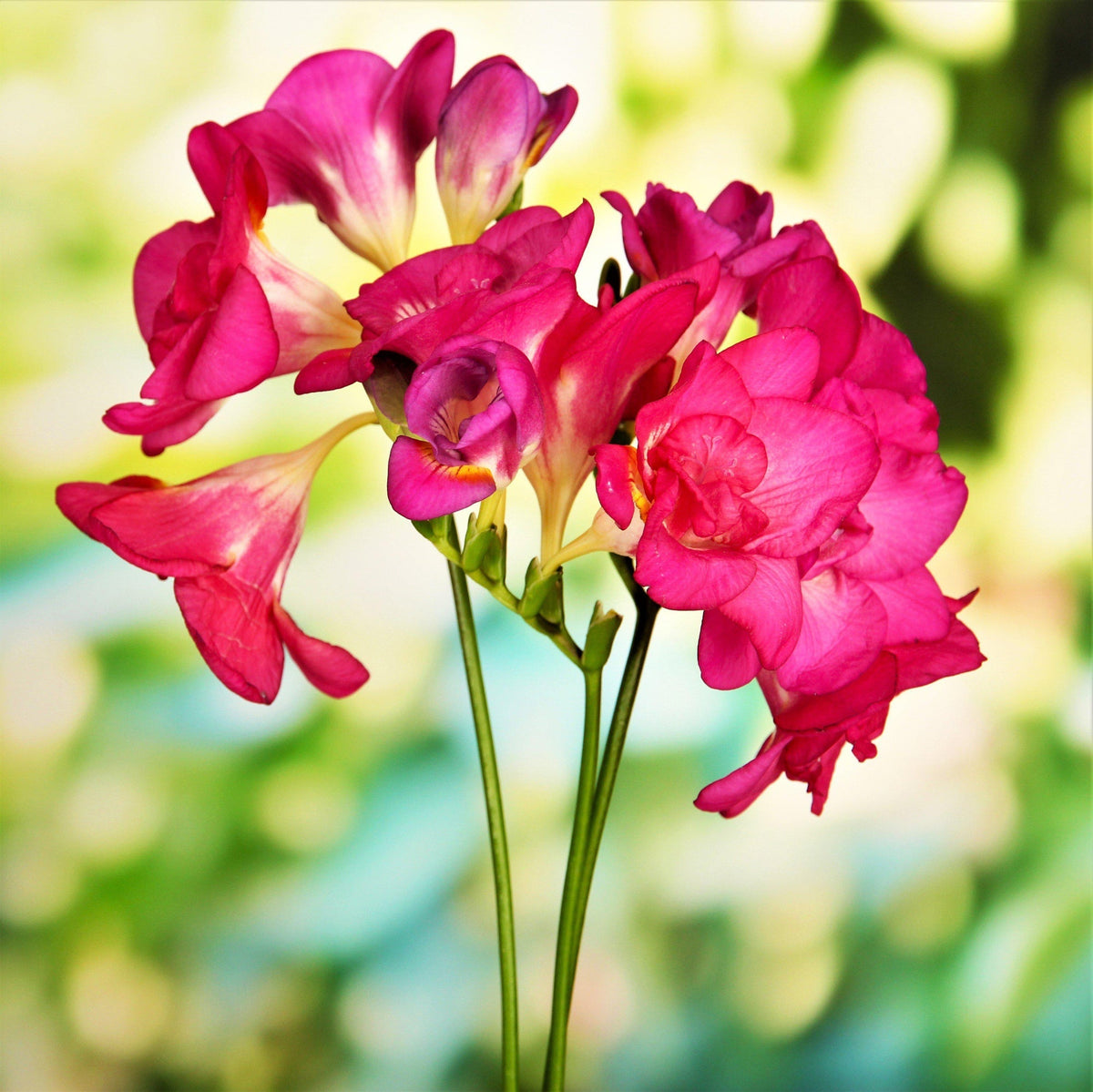 Freesia - Cottage Garden Collection
