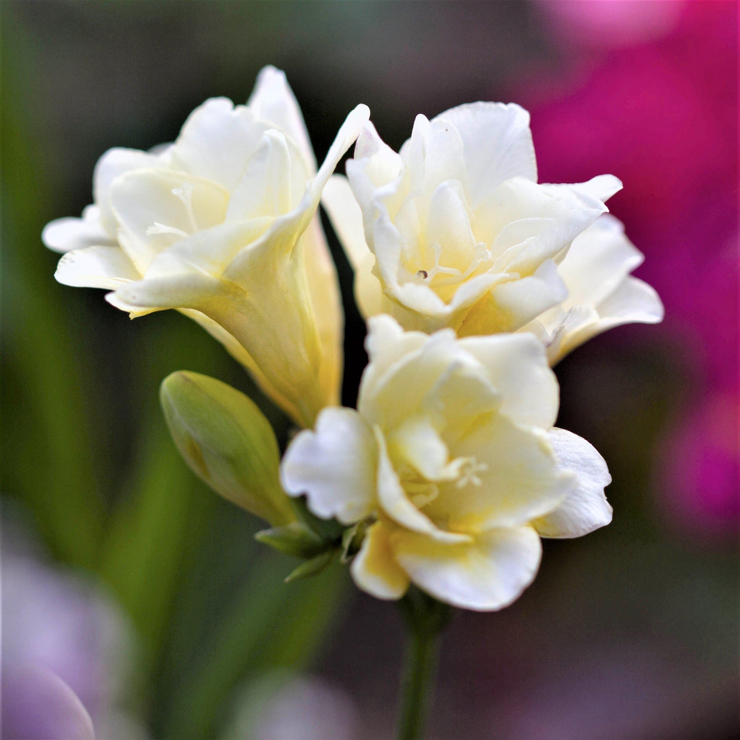 Freesia - Fire & Ice Collection