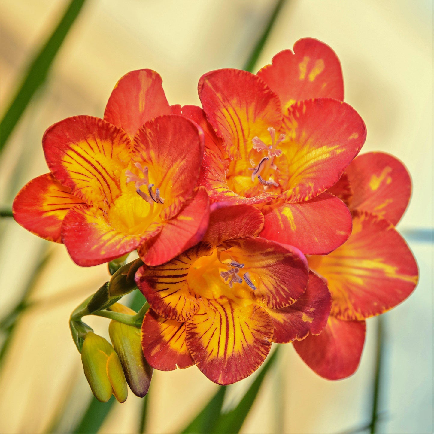 Freesia - Fire & Ice Collection