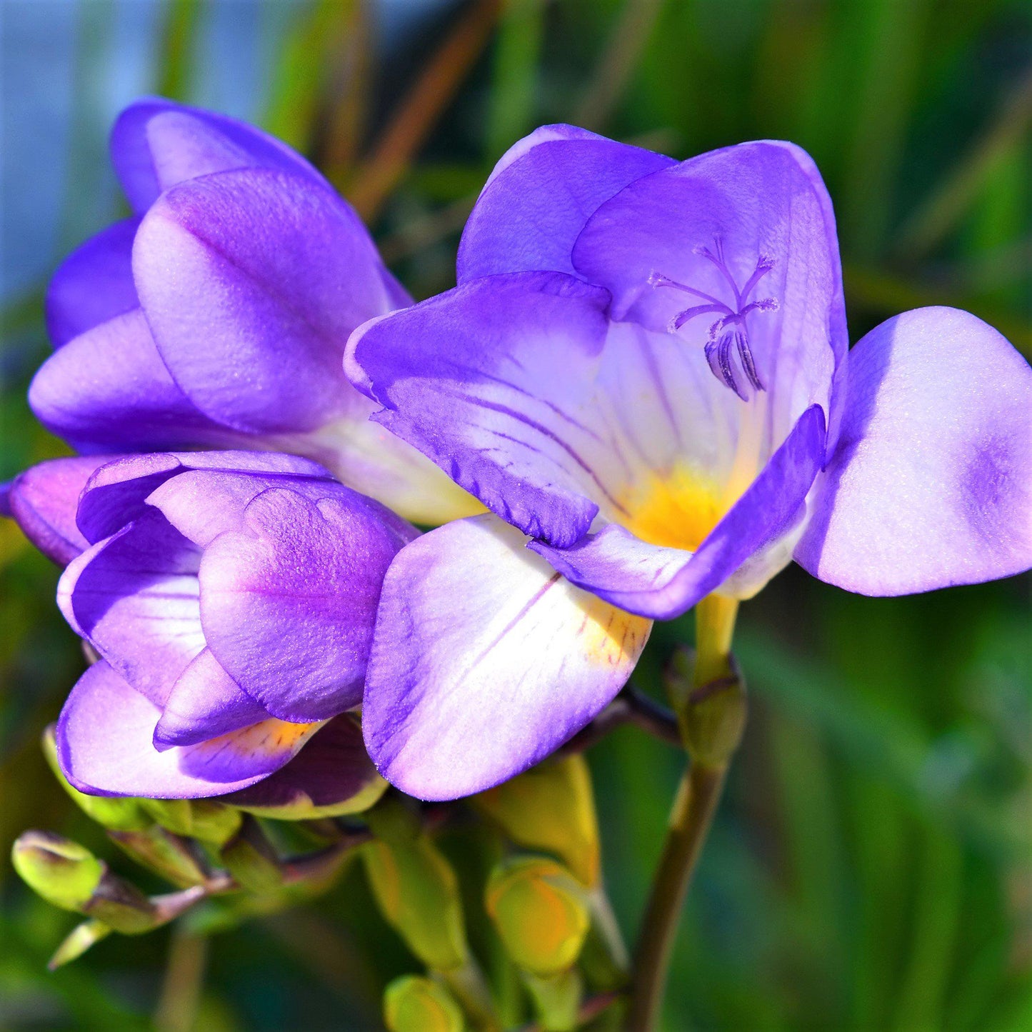 Freesia - Single Blue