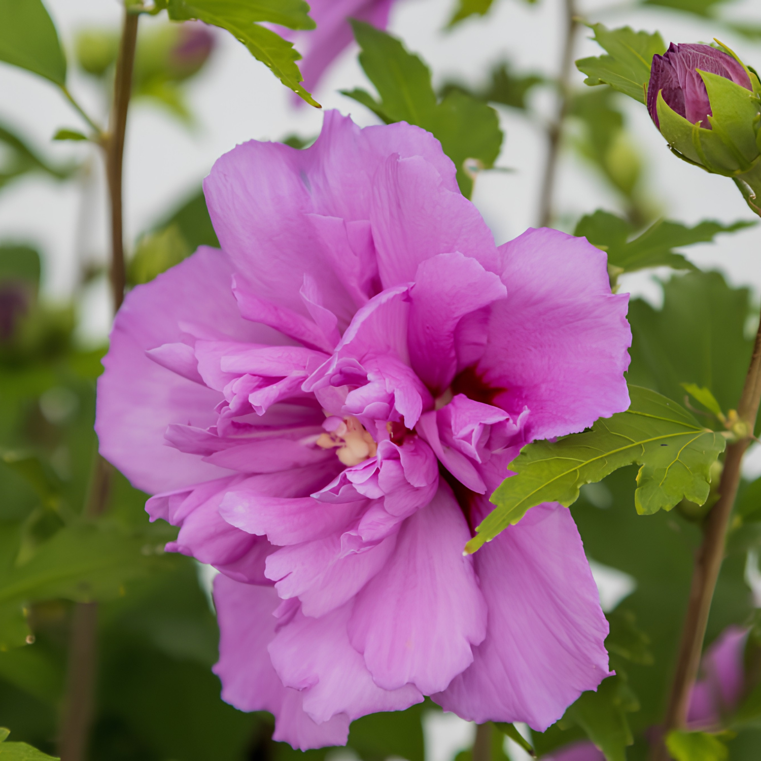 Close-up of a pink flower with green leaves in the background