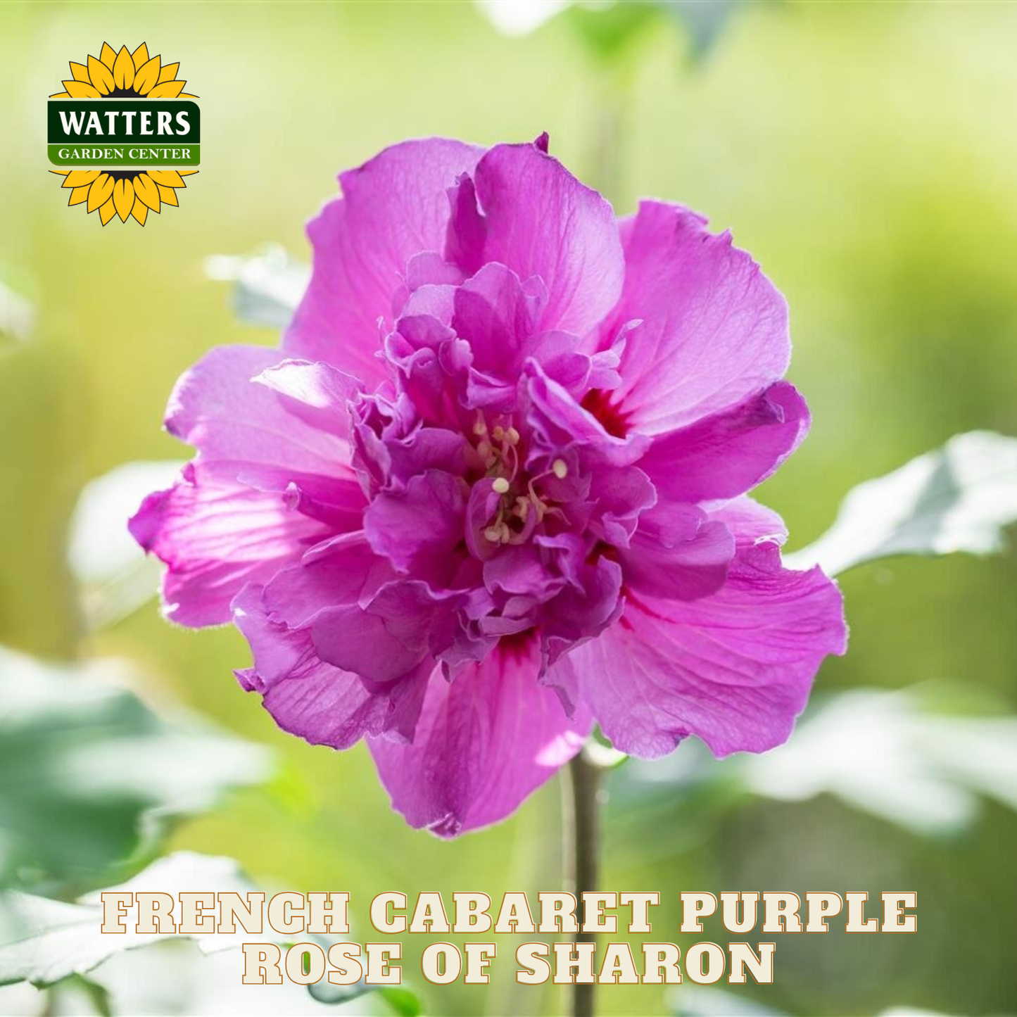 Purple flower with Watters Garden Center logo and text overlay.