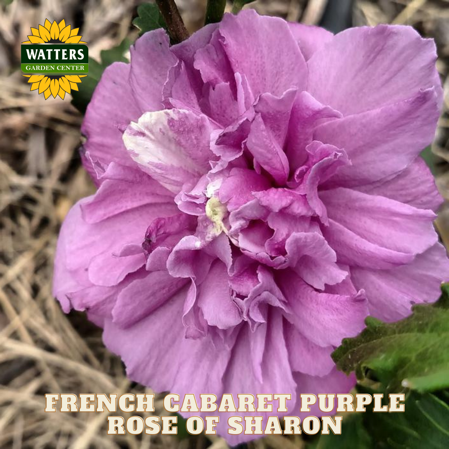 Purple Rose of Sharon flower with Watters Garden Center branding