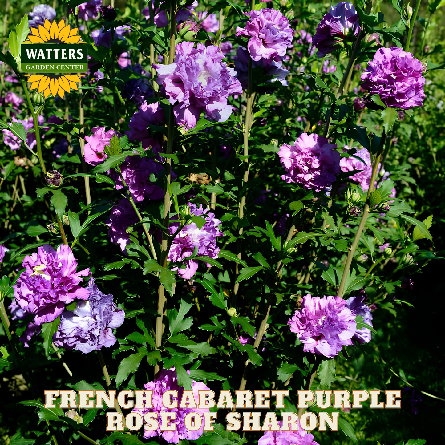 Purple flowers with Watters Garden Center logo and 'French Cabaret Purple Rose of Sharon' text.