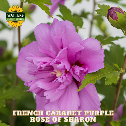 Purple Rose of Sharon flower with green leaves and Watters Garden Center logo.