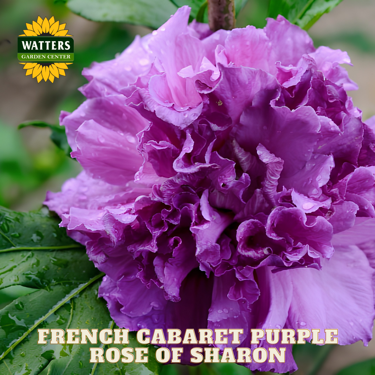 Purple Rose of Sharon flower with Watters Garden Center logo
