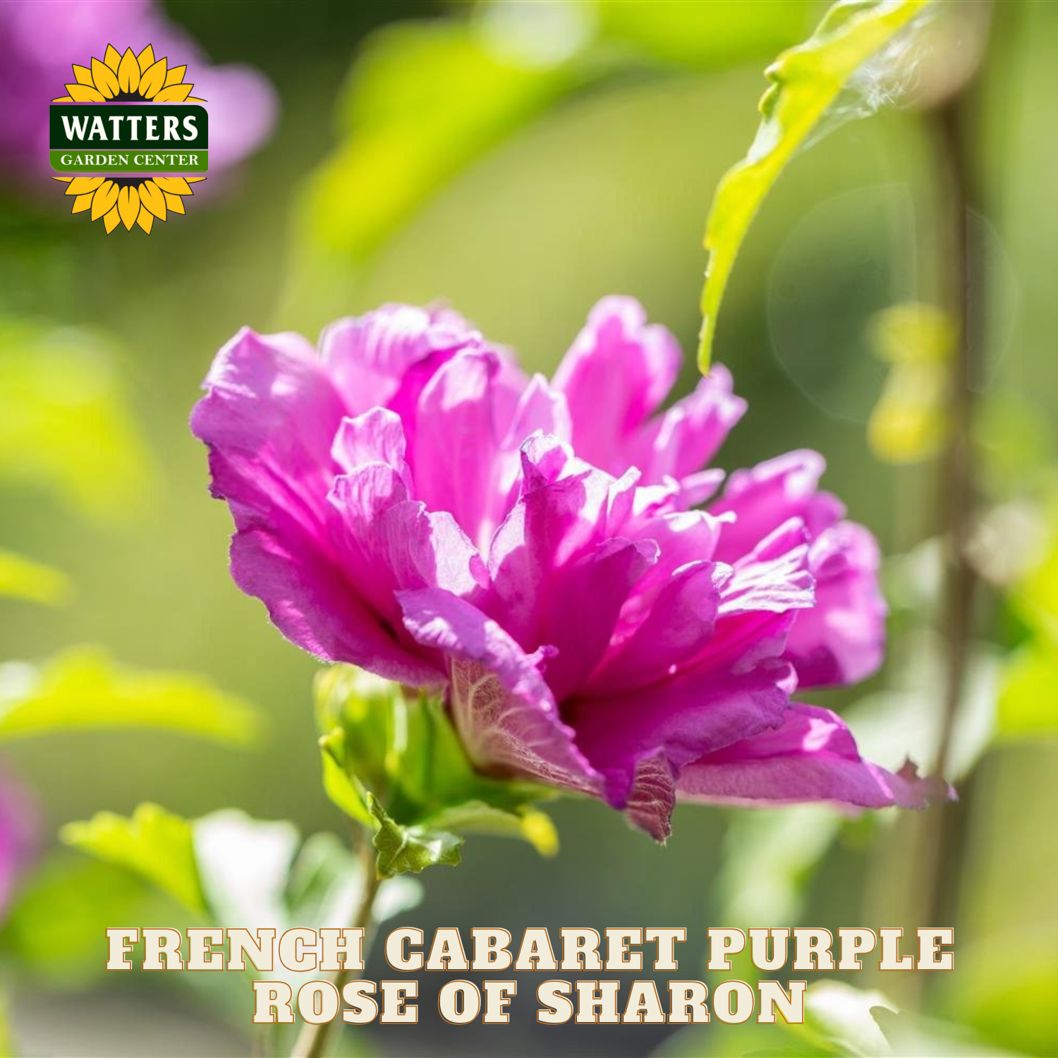 Pink flower with 'Watters Garden Center' logo and text 'French Cabaret Purple Rose of Sharon'.