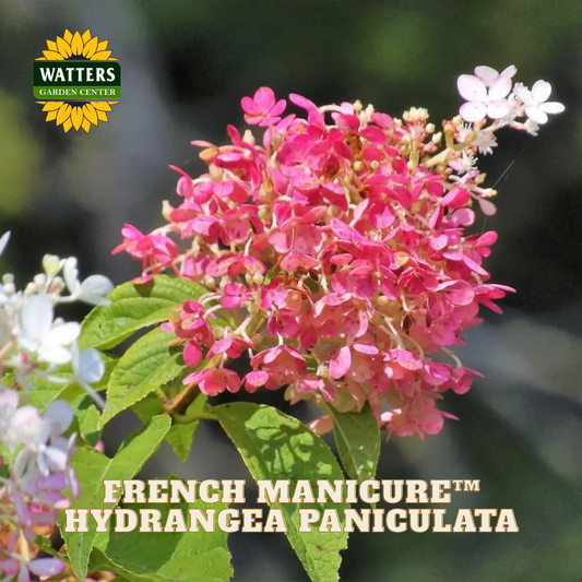 Pink and white hydrangea flowers with Watters Garden Center logo.