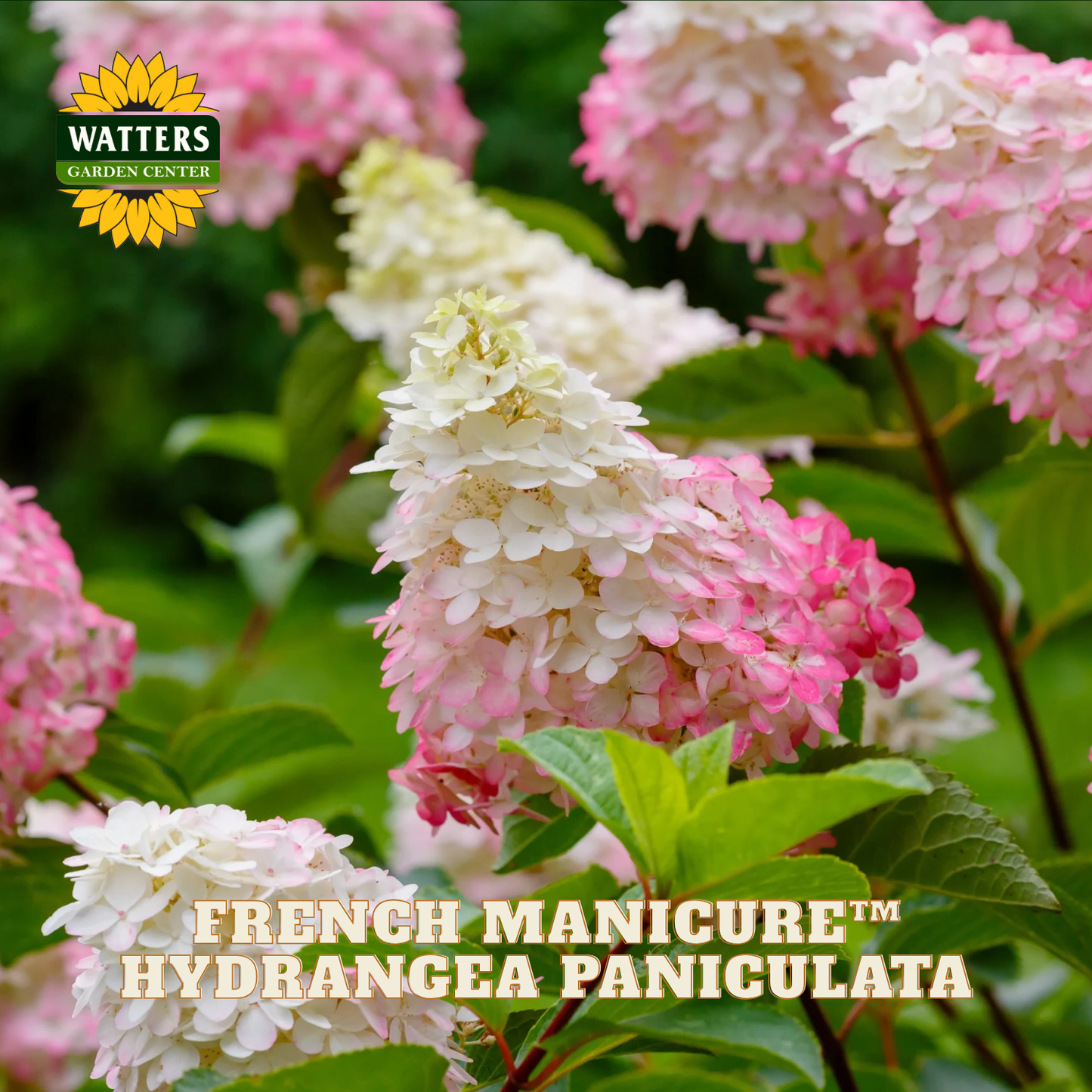 Pink and white hydrangea flowers with Watters Garden Center logo.