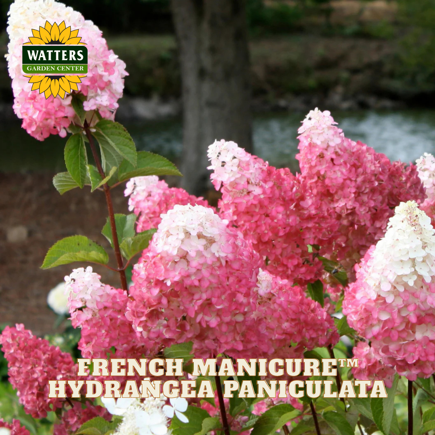 Pink and white hydrangea flowers with Watters Garden Center logo.