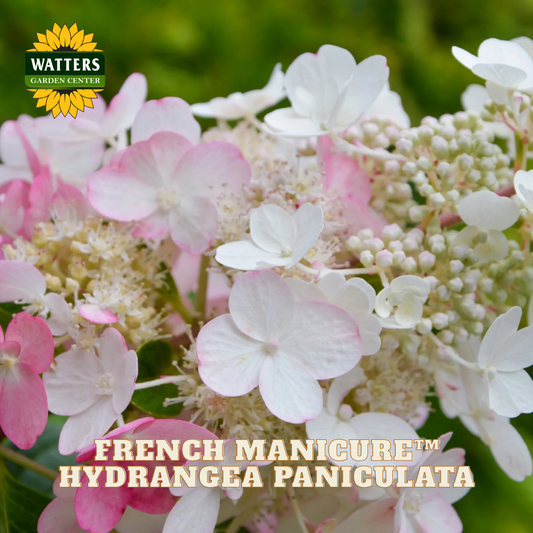 Hydrangea Paniculata flowers with 'Watters Garden Center' logo and text.