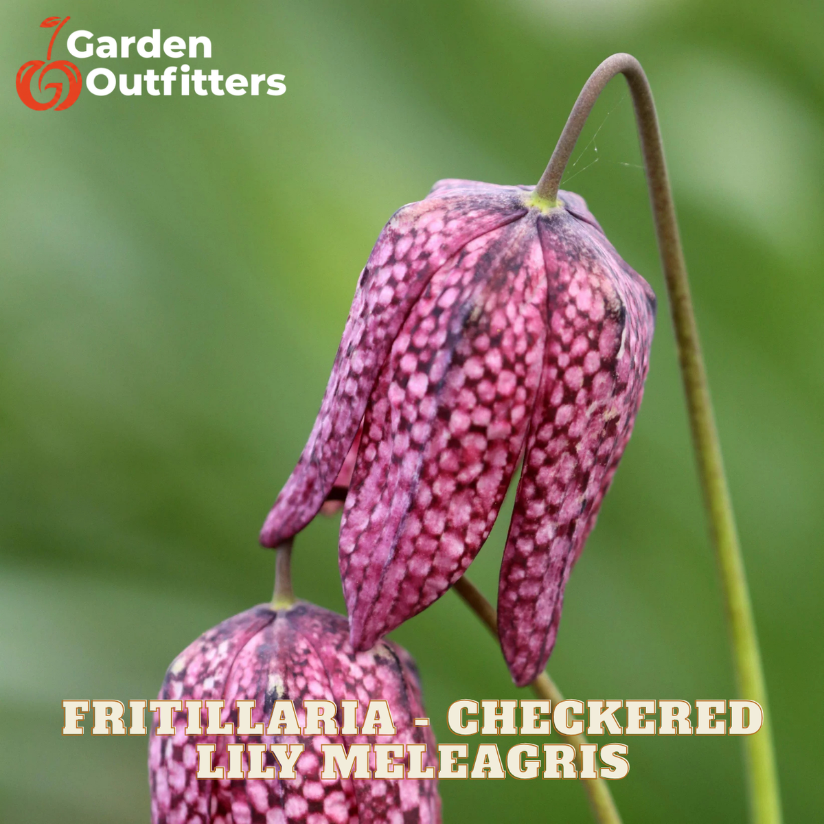 A close-up of a checkered fritillaria lily meagrass flower in pinkish-purple tones with dark check marks, shown against a soft green blurred background. Garden Outfitters logo appears in the top left, and the text 'FRITILLARIA - CHECKERED LILY MEAGRASS' appears at the bottom.