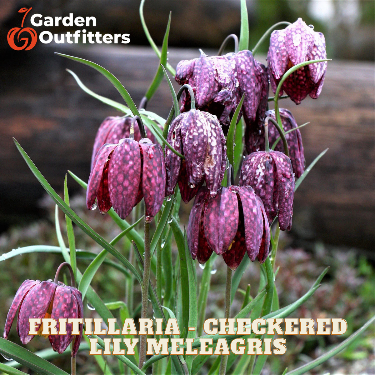 A cluster of checkered fritillaria lily meleagris flowers with mottled purple and pink petals hanging from green stems, shown outdoors with a blurred natural background. Text overlays read 'Garden Outfitters' and 'FRITILLARIA - CHECKERED LILY MELEAGRIS'.