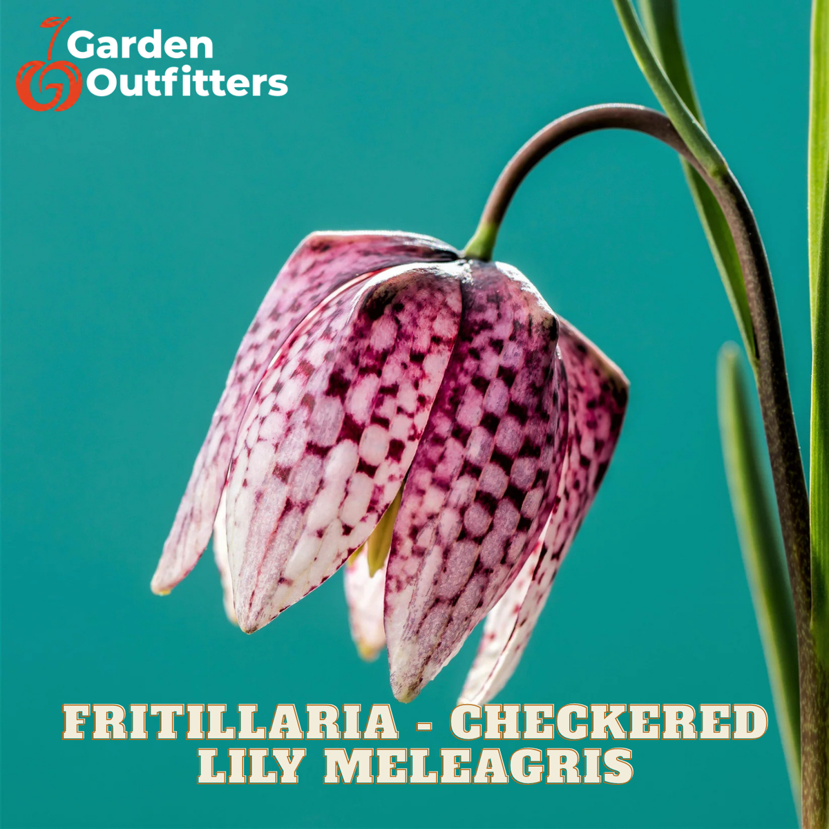 A close-up of a fritillaria checkered lily meagreis flower with pink and white checkered petals, set against a teal background with the Garden Outfitters logo and the text 'FRITILLARIA - CHECKERED LILY MEAGRIS' at the bottom.