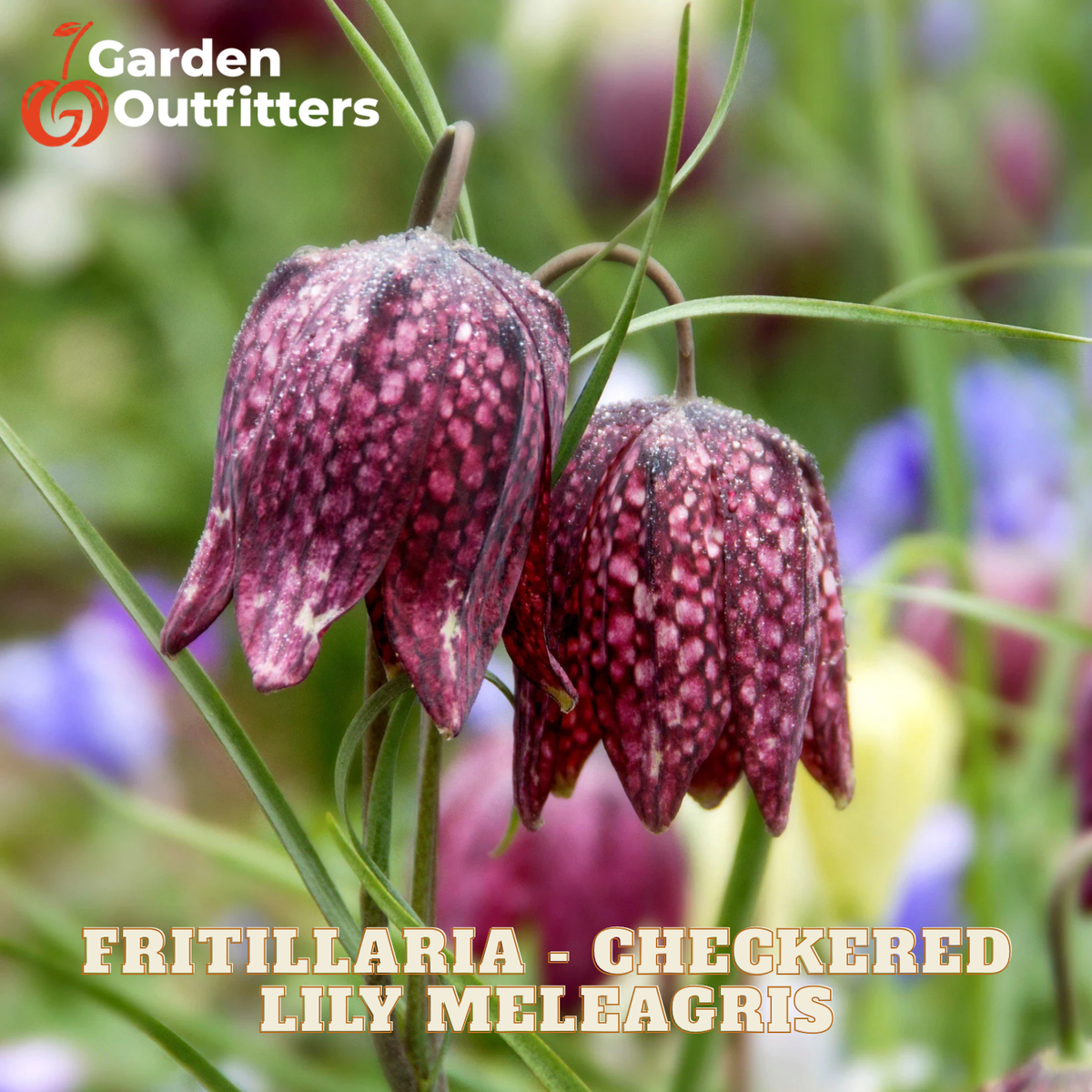 Two checkered fritillary lily melagris flowers hanging from green stems, with Garden Outfitters branding and the text 'FRITILLARIA - CHECKERED LILY MELEAGRIS' overlaid on the image.