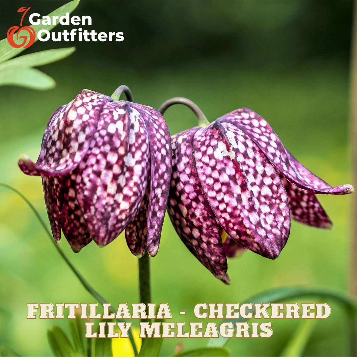 Two checkered fritillaria lily meleagris flowers with deep purple and white spotted petals hanging against a soft green garden background. The text 'FRITILLARIA - CHECKERED LILY MELEAGRIS' is displayed at the bottom, and the 'Garden Outfitters' logo is in the top-left corner.