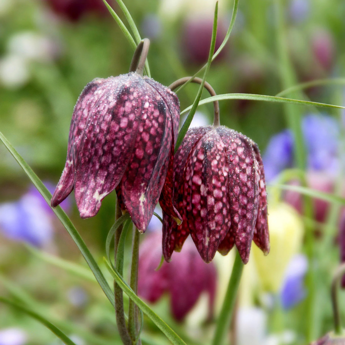 Two dark burgundy checkerspot lilies with pink and purple speckled petals hanging from thin green stems, photographed in a soft-focus field of other flowers.