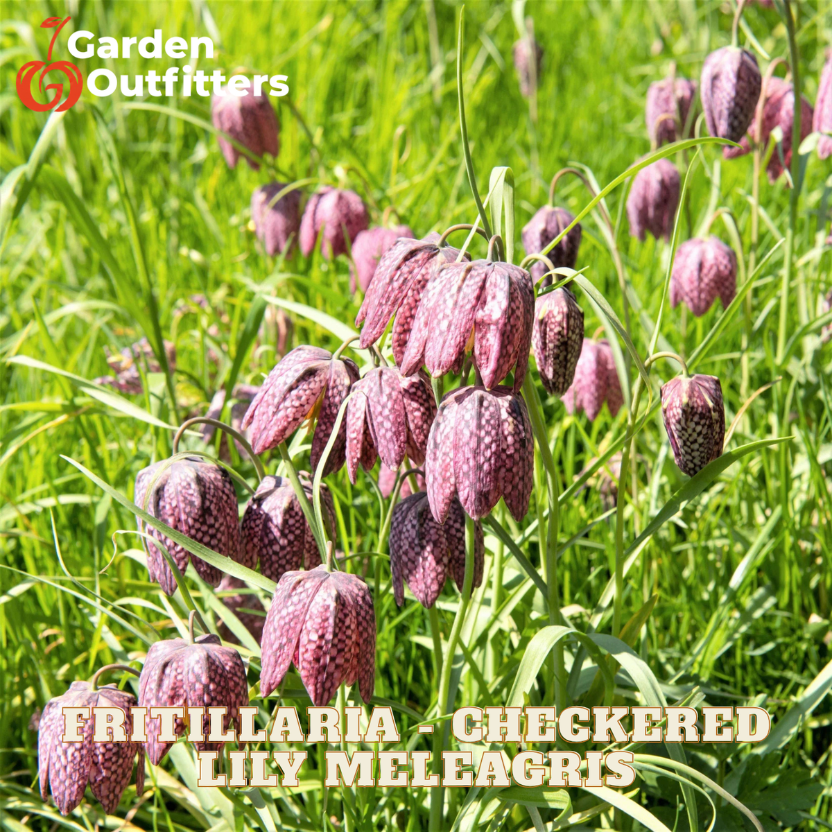 A field of checkered fritillary lily meagreis flowers in green grass, with 'Garden Outfitters' branding in the top-left corner and 'FRITILLARIA CHECKERED LILY MELEAGRIS' text at the bottom.