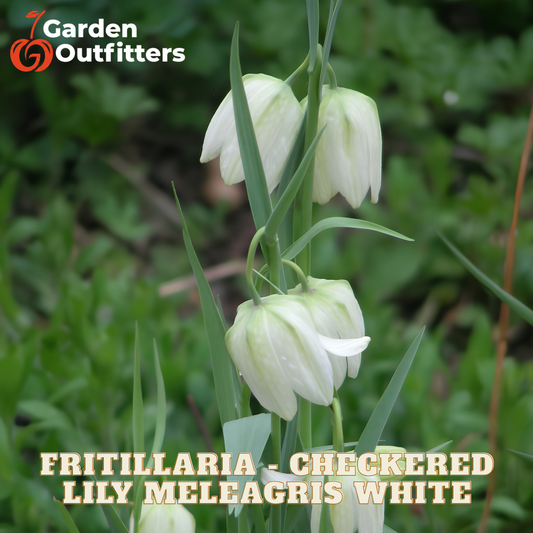White checkered fritillaria lily meleagris flowers on a green stem, shown in a natural outdoor setting with green foliage. The Garden Outfitters logo is in the top-left corner, and text at the bottom reads 'FRITILLARIA - CHECKERED LILY MELEAGRIS WHITE'.