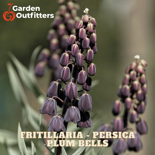 A close-up photograph of purple fritillaria and persica plum bells flowers on a blurred green and brown natural background, with the Garden Outfitters logo in the top-left corner and the text 'FRITILLARIA - PERSICA PLUM BELLS' at the bottom.