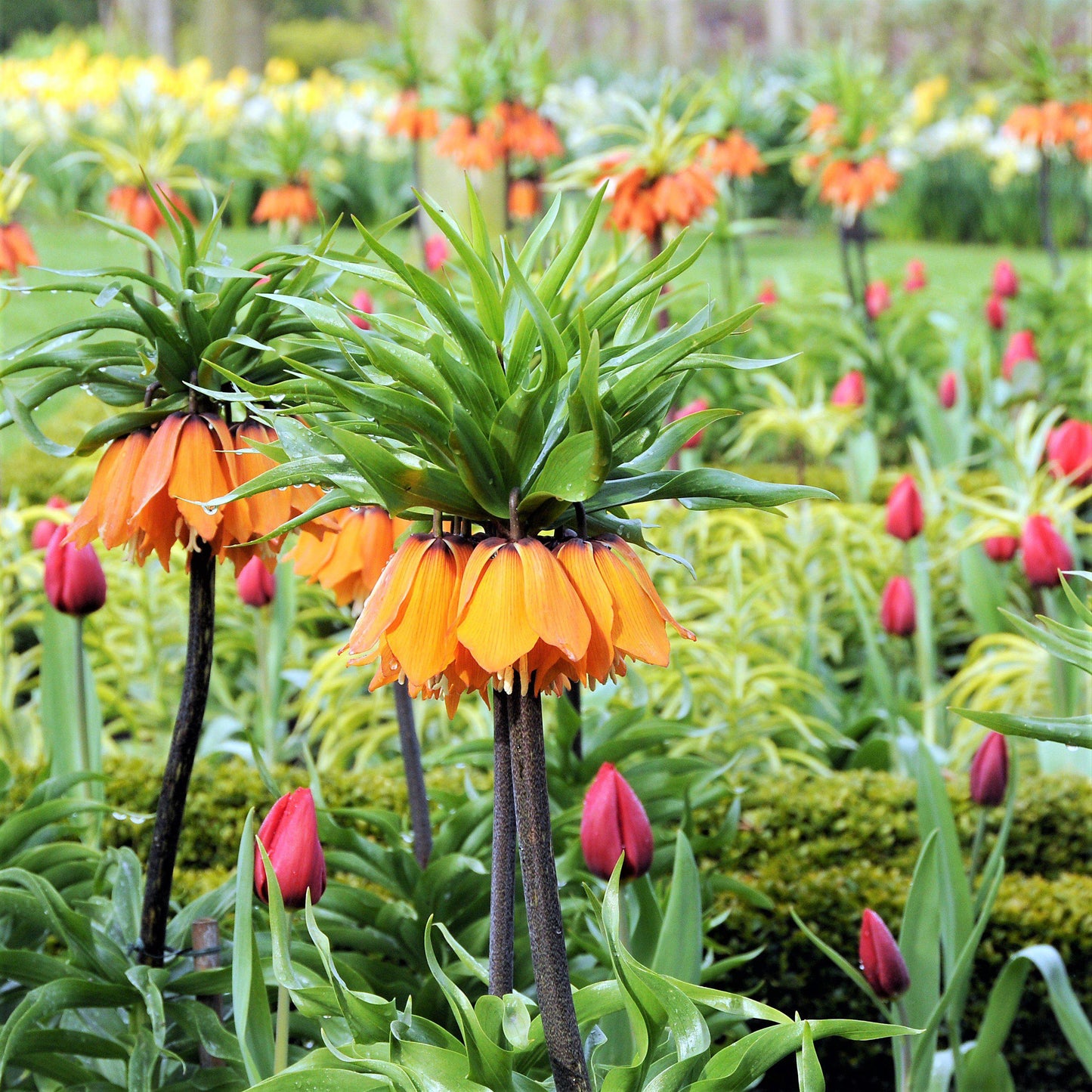 Fritillaria - Crown Imperial Aurora