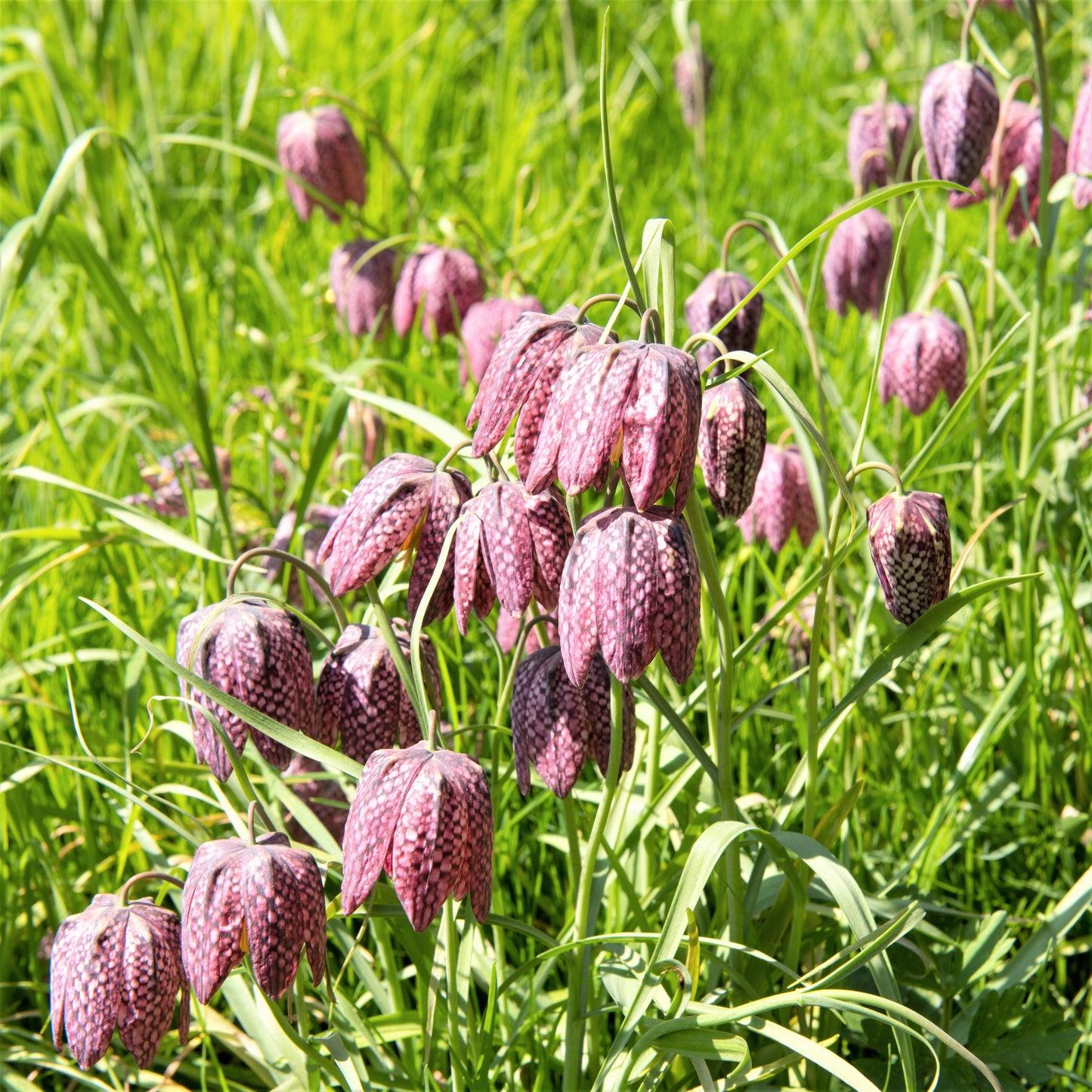 Fritillaria - Checkered Lily Meleagris
