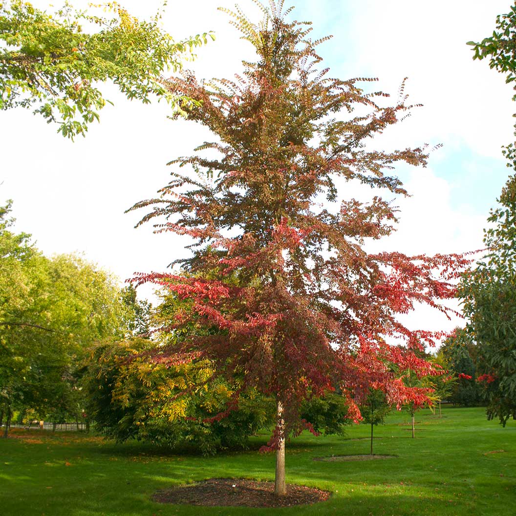 FRONTIER ELM TREE 15gal