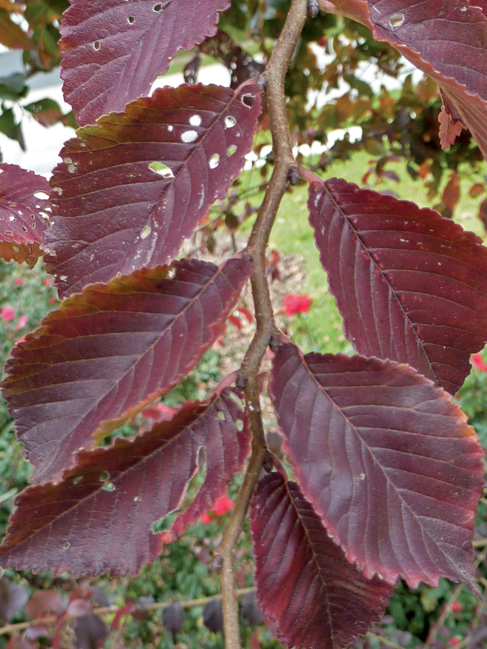 FRONTIER ELM TREE 15gal