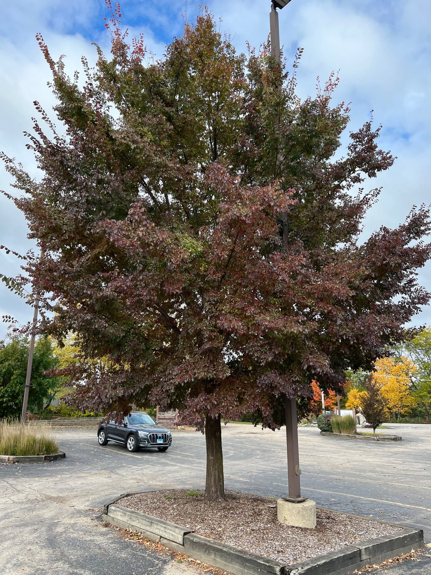 FRONTIER ELM TREE 15gal