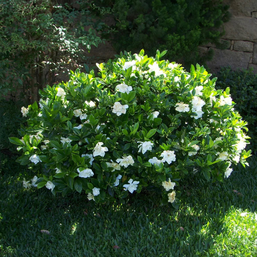 FROSTPROOF GARDENIA 1gal
