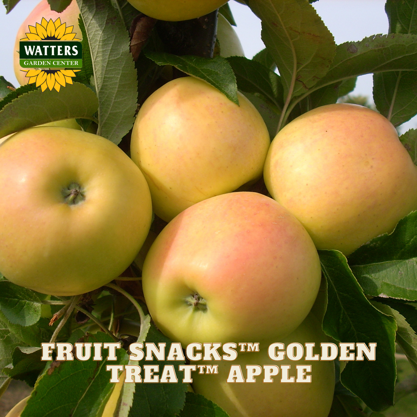 Golden Treat apples on a tree with Watters Garden Center logo.