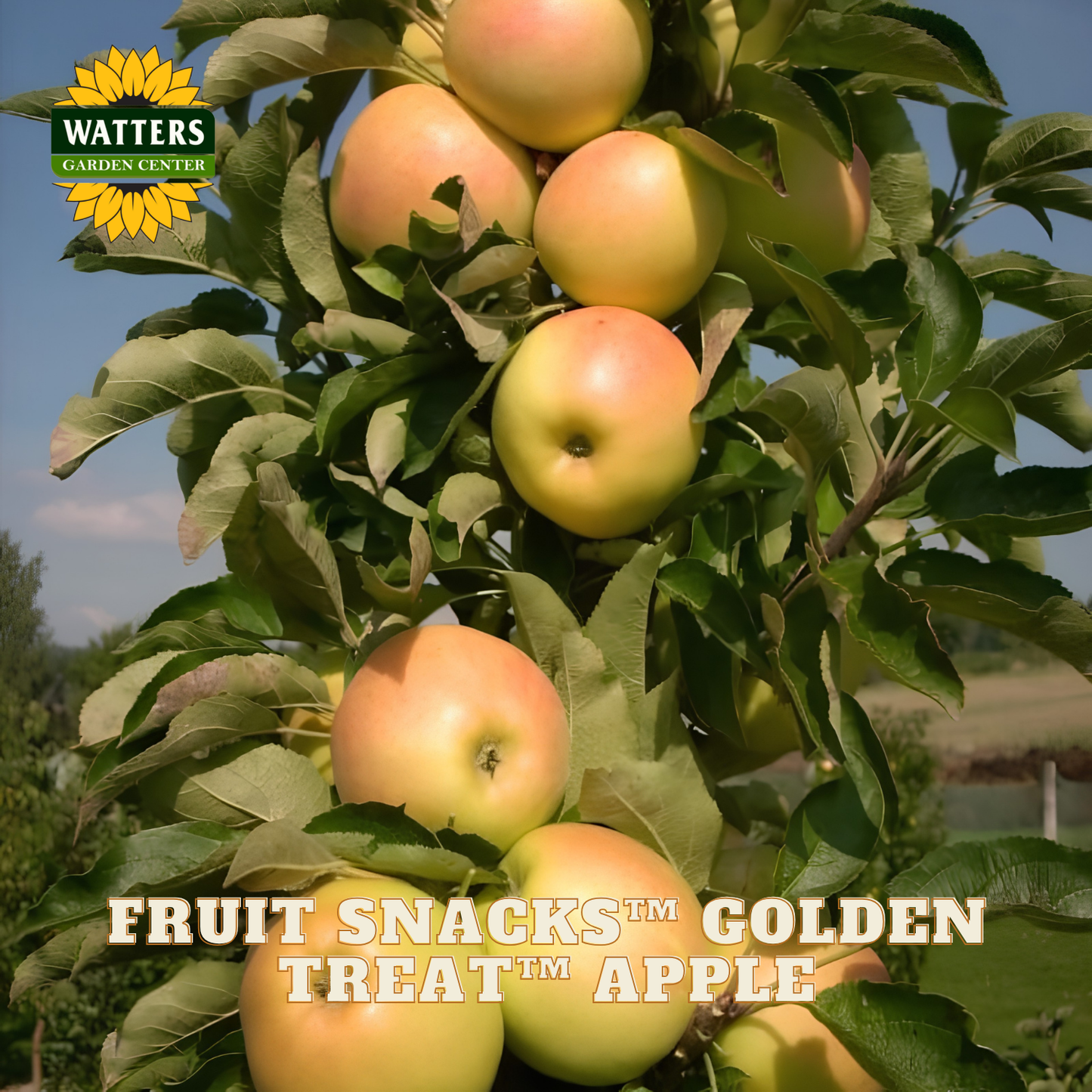 Apples on a tree with 'Watters Garden Center' logo and text about 'Fruit Snacks Golden Treat Apple'.
