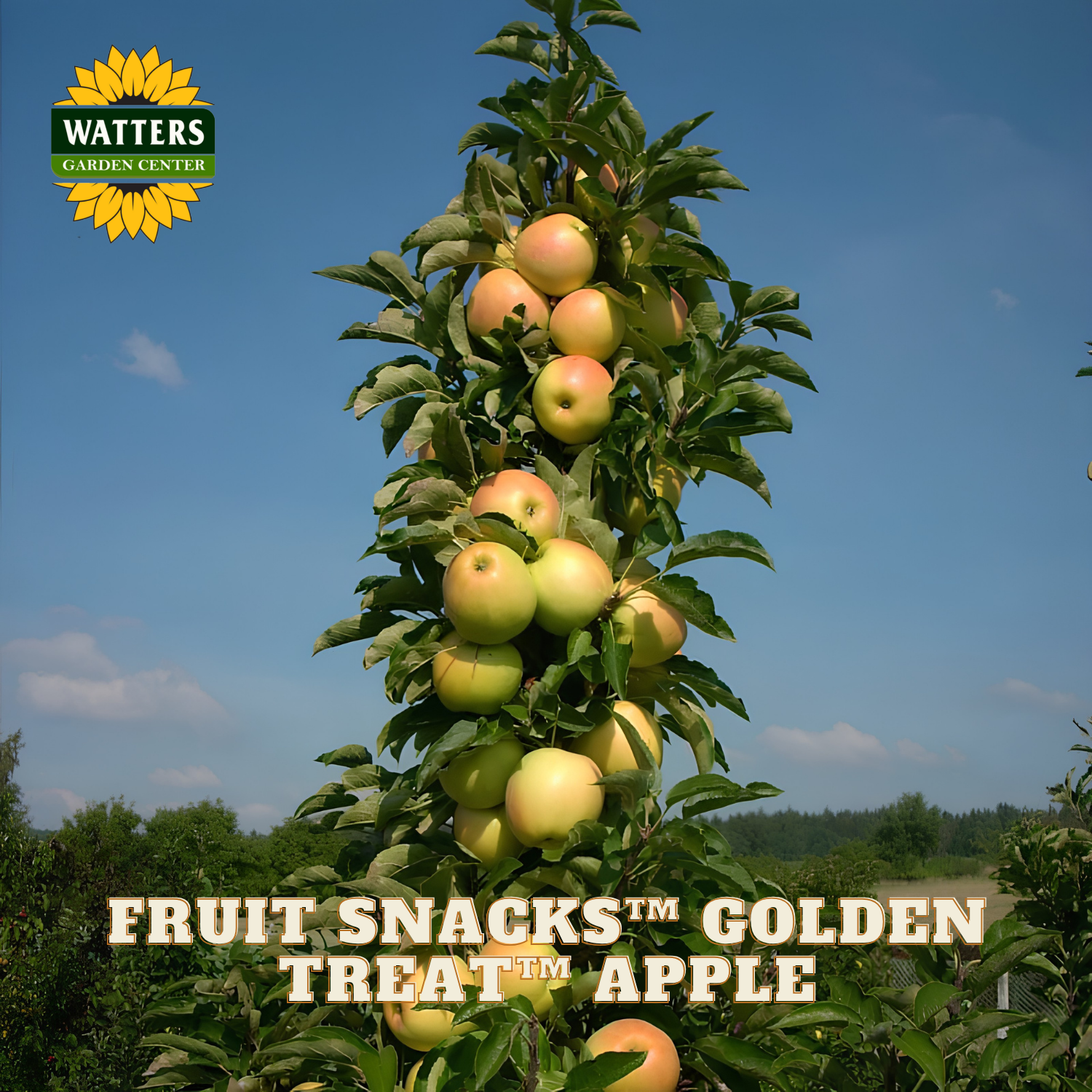 Apple tree with ripe apples against a clear blue sky, featuring Watters Garden Center branding.