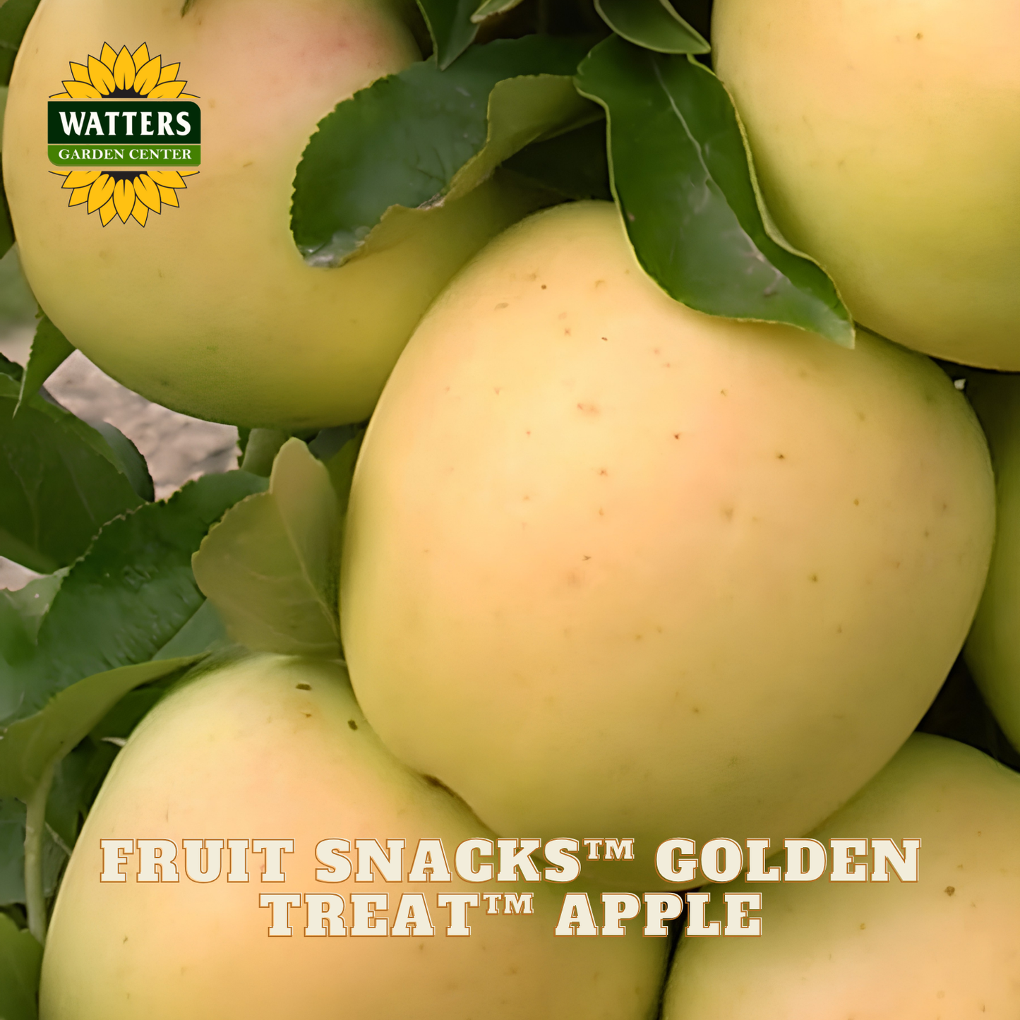 Golden Treat apples on a branch with Watters Garden Center logo.