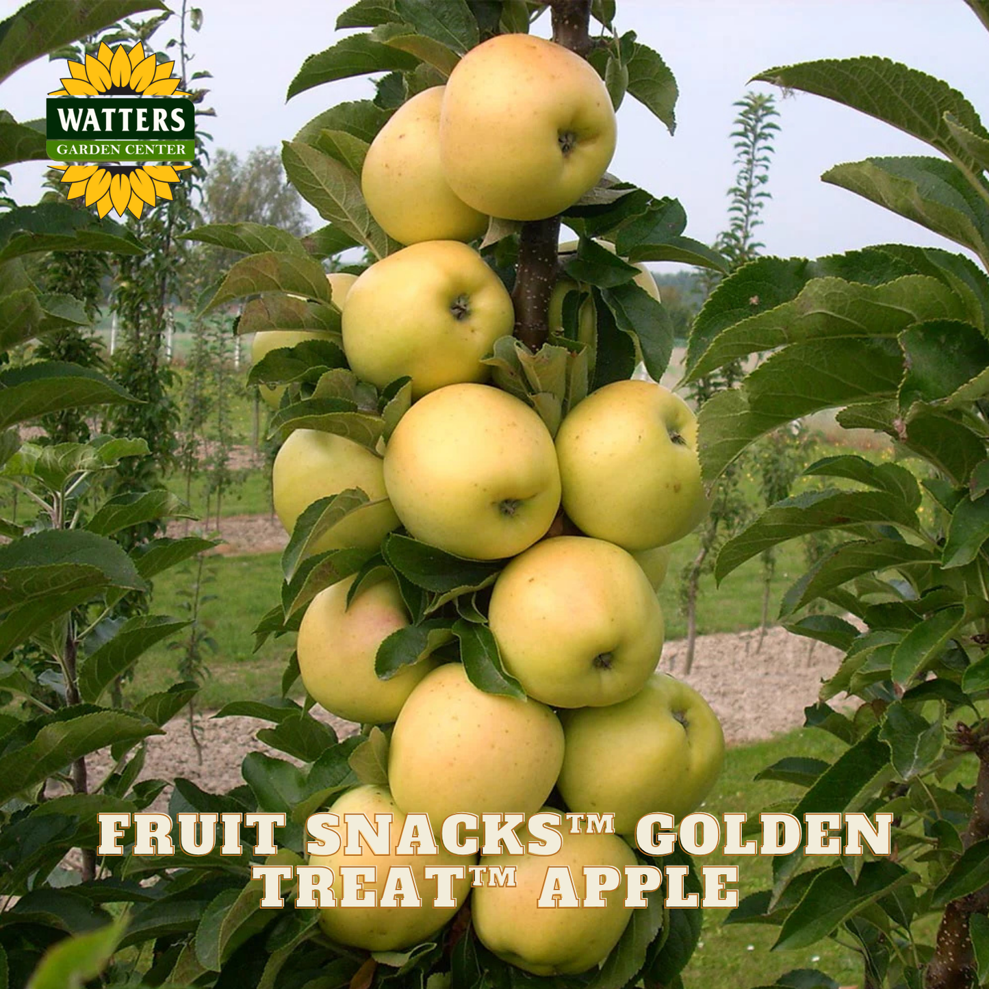 Golden apples on a tree branch with 'Watters Garden Center' branding.