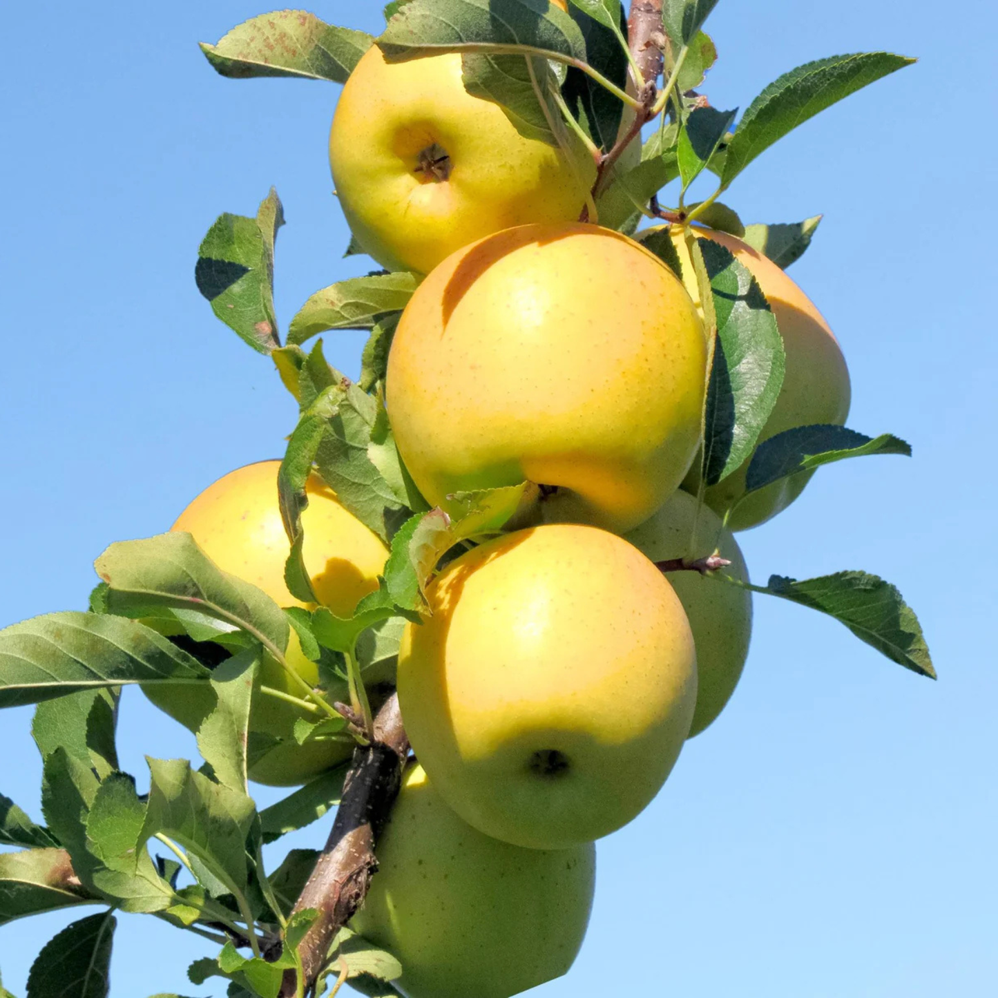 Yellow apples on a tree branch with a clear blue sky background