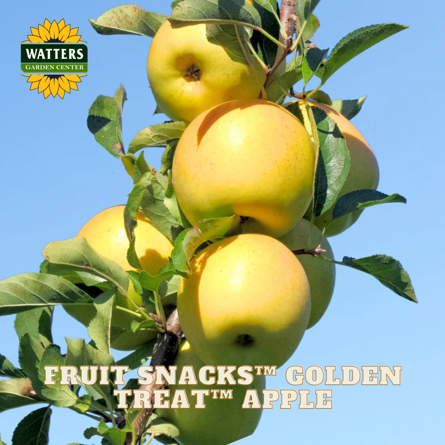 Golden apples on a tree branch with 'Watters Garden Center' logo and text overlay.