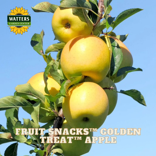 Golden apples on a tree branch with 'Watters Garden Center' logo and text overlay.