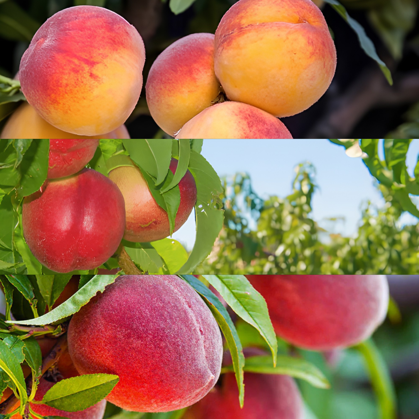 Collage of peaches on a tree with a clear sky background