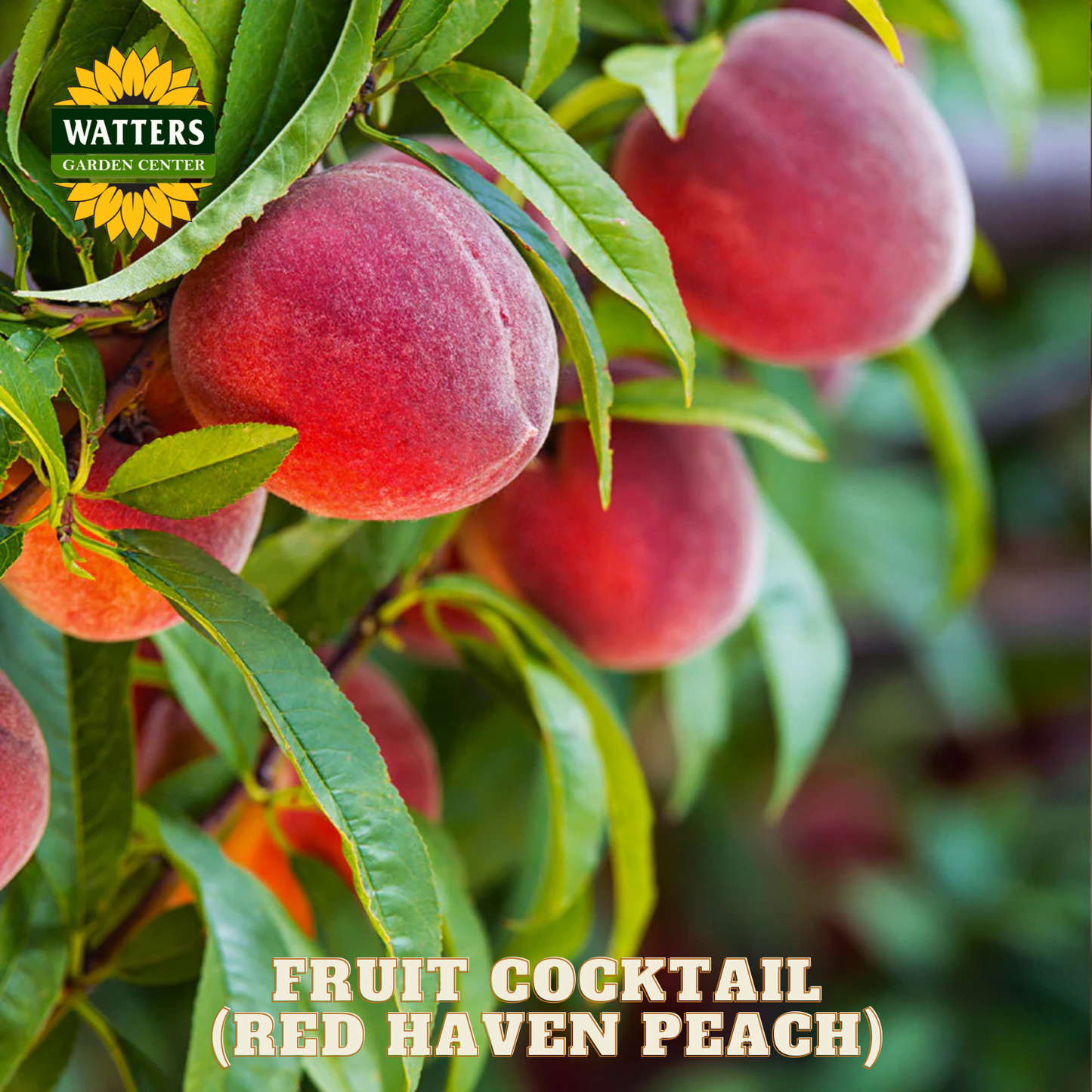 Red Haven Peach fruit on a tree with Watters Garden Center logo.