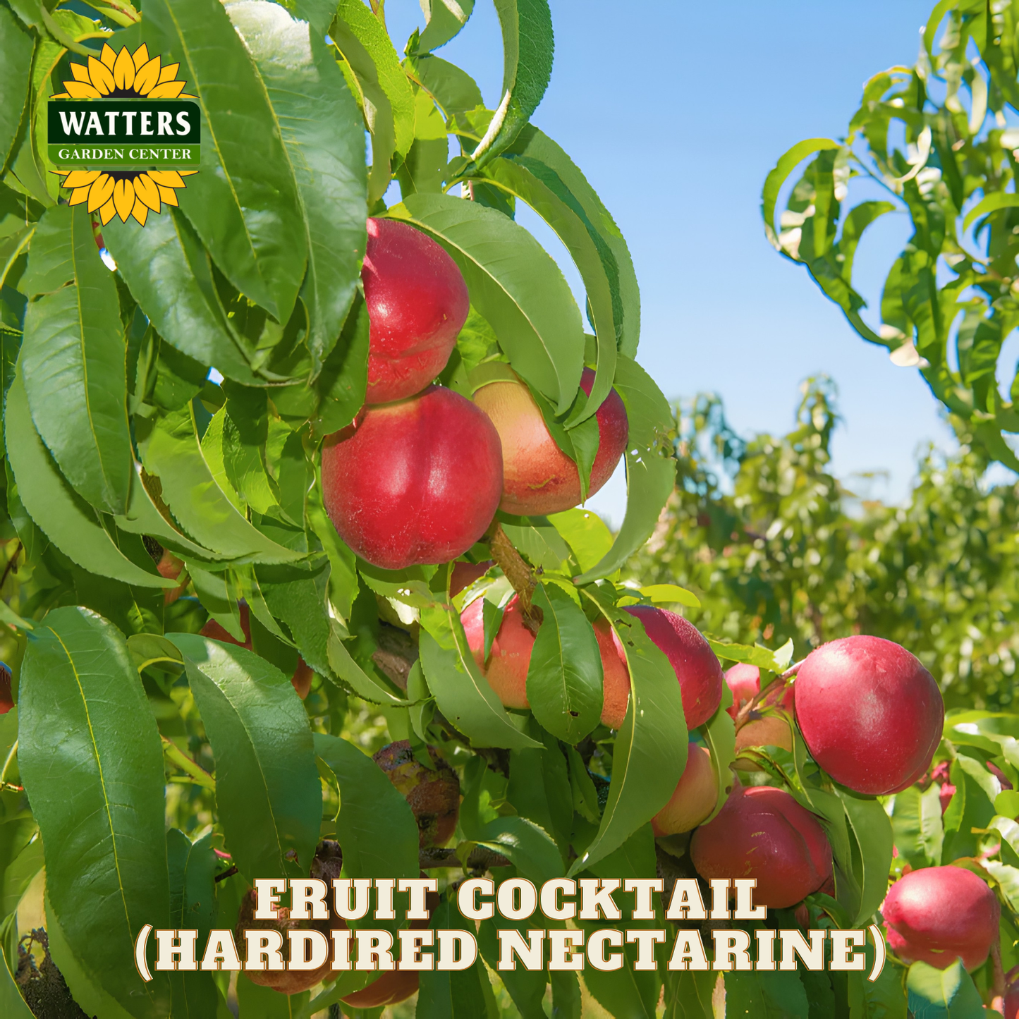 Ripe nectarines on a tree branch with 'Watters Garden Center' logo and text 'Fruit Cocktail (Hardired Nectarine)'.